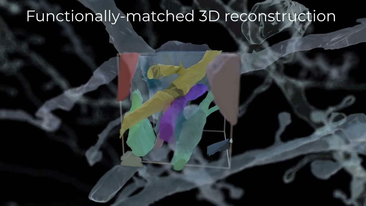 Mapping one cubic millimeter of a mouse's visual cortex