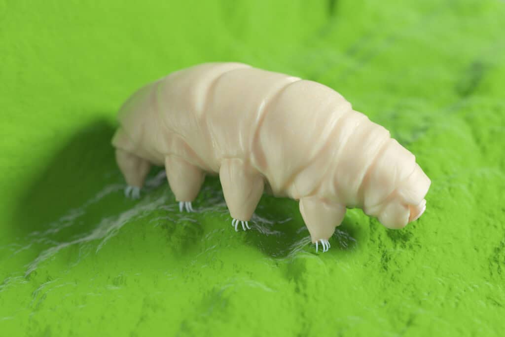 tardigrades