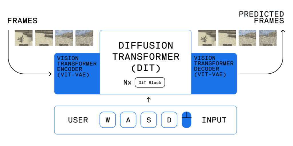 oasis vit dit architecture