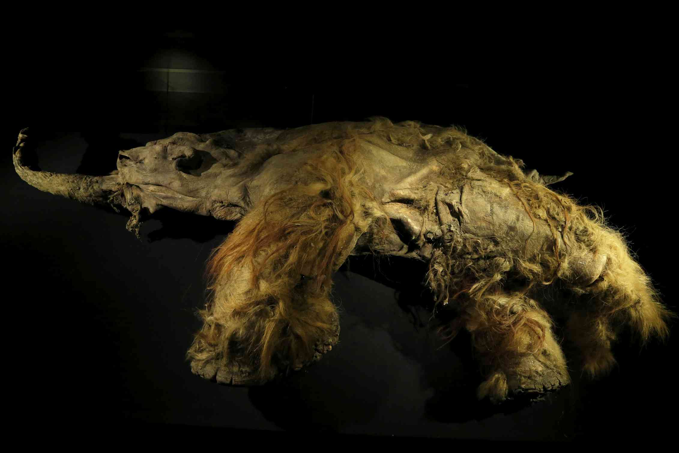mammoth