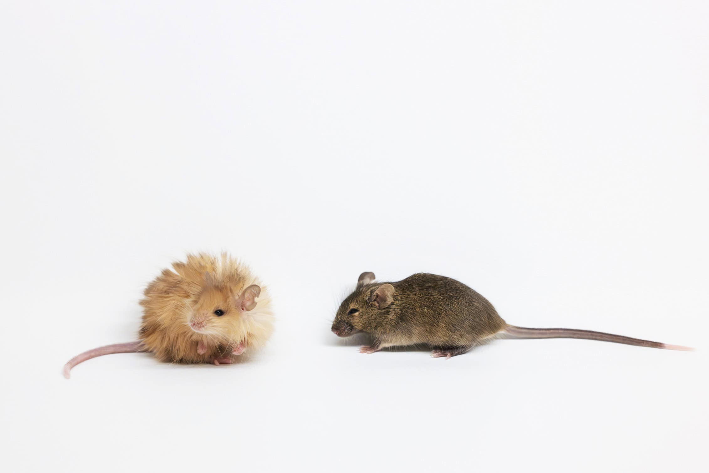 two mice