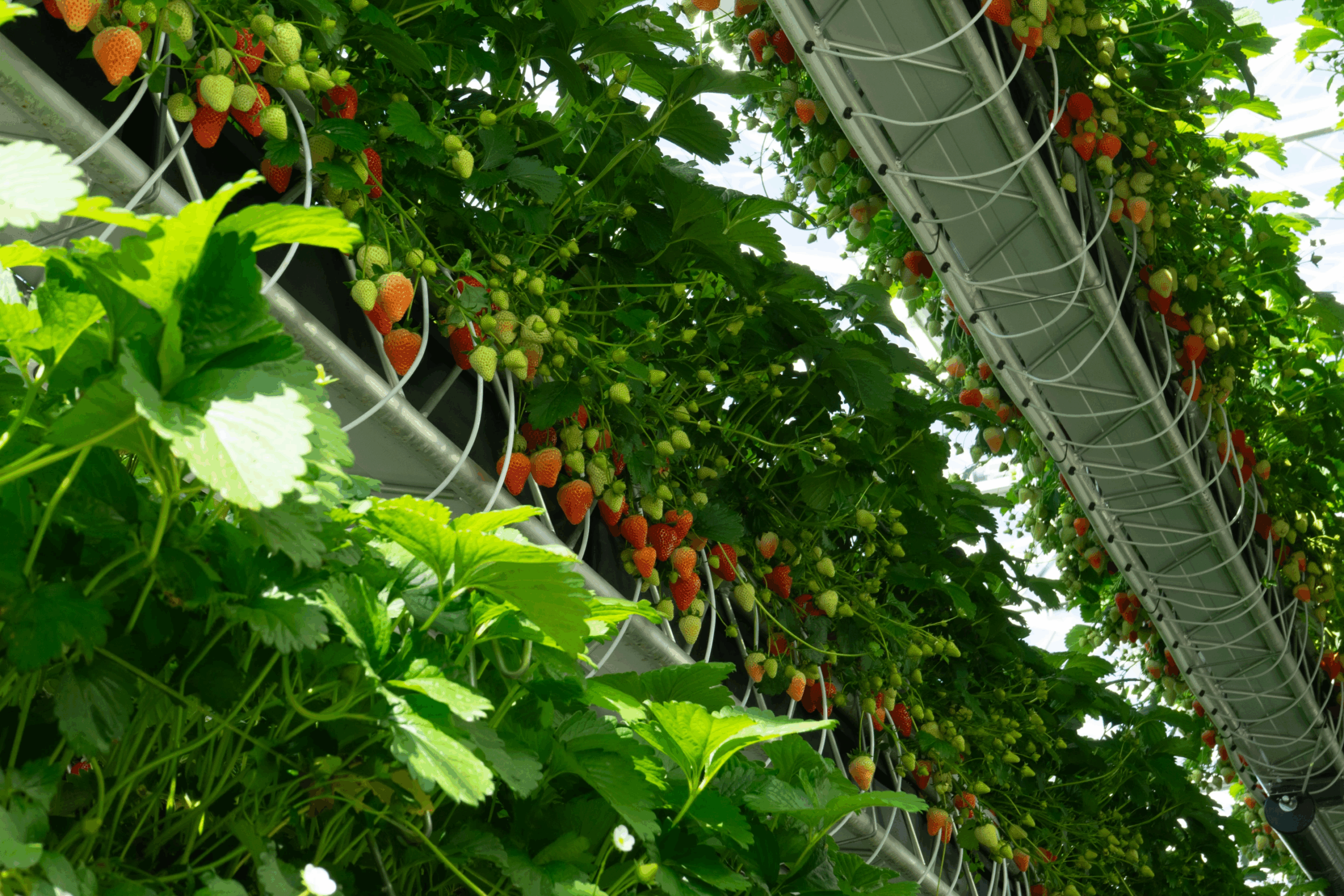 dyson farming strawberries