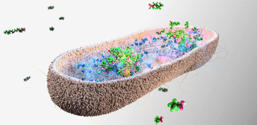 あなたの体から「永遠の化学物質」が消える？腸内細菌にPFAS除去の可能性、ケンブリッジ大が画期的発見