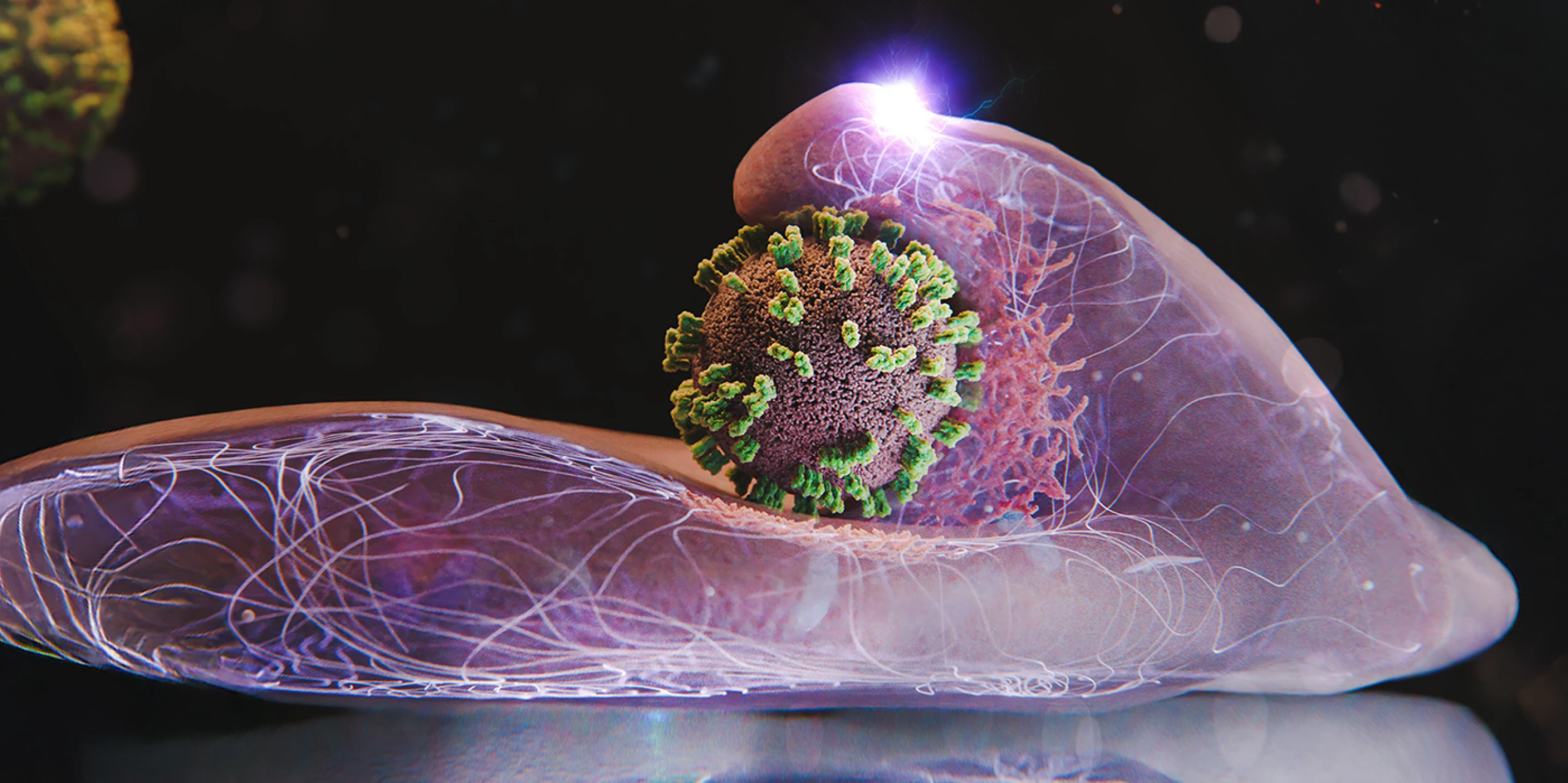 インフルエンザウイルスが細胞に侵入する「死の舞踏」の観察に成功：新